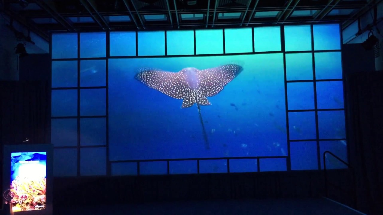 Projection Mapping at XPRIZE Ocean Health